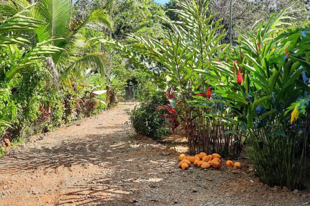 Hospedaje Valencia Osa, Cr Potrero  ภายนอก รูปภาพ